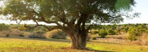 arbre essaouira maroc